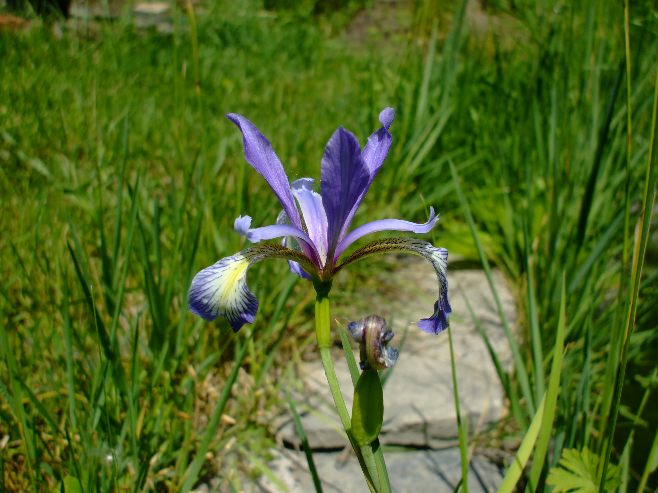 Iris prismatica